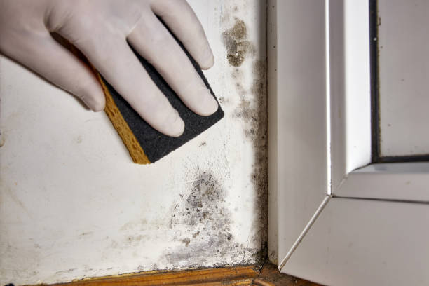 Best Dehumidification Services  in Kincheloe, MI