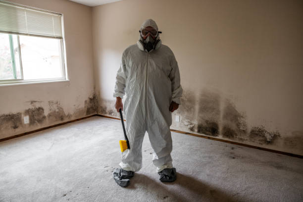 Best Black Mold Removal  in Kincheloe, MI